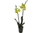 Орхидея