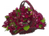 Орхидея