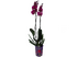 Орхидея