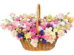 Капелла
