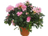 Азалия