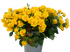 Шайн