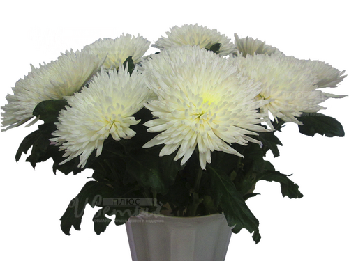 доставка цветов на дом Пятигорск